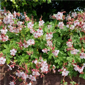 Geranium Macrorrhizum